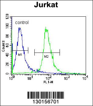 RSBN1 Antibody (N-term) (Cat. #AP11537a) flow cytometric analysis of Jurkat cells (right histogram) compared to a negative control cell (left histogram).FITC-conjugated donkey-anti-rabbit secondary antibodies were used for the analysis.