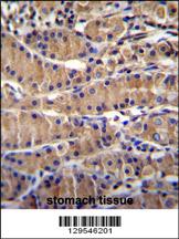 TEKT5 Antibody (Center) (Cat. #AP11523c)immunohistochemistry analysis in formalin fixed and paraffin embedded human stomach tissue followed by peroxidase conjugation of the secondary antibody and DAB staining.This data demonstrates the use of TEKT5 Antibody (Center) for immunohistochemistry. Clinical relevance has not been evaluated.