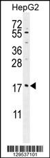 MRFAP1L1 Antibody (Center) (Cat. #AP11521c) western blot analysis in HepG2 cell line lysates (35ug/lane).This demonstrates the MRFAP1L1 antibody detected the MRFAP1L1 protein (arrow).