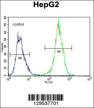 MRFAP1L1 Antibody (Center) (Cat. #AP11521c) flow cytometric analysis of HepG2 cells (right histogram) compared to a negative control cell (left histogram).FITC-conjugated goat-anti-rabbit secondary antibodies were used for the analysis.