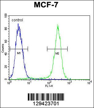 C1QL4 Antibody (N-term) (Cat. #AP11512a) flow cytometric analysis of MCF-7 cells (right histogram) compared to a negative control cell (left histogram).FITC-conjugated goat-anti-rabbit secondary antibodies were used for the analysis.