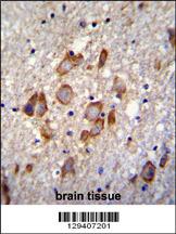 ANKRD34B Antibody (C-term) (Cat. #AP11509b)immunohistochemistry analysis in formalin fixed and paraffin embedded human brain tissue followed by peroxidase conjugation of the secondary antibody and DAB staining.This data demonstrates the use of ANKRD34B Antibody (C-term) for immunohistochemistry. Clinical relevance has not been evaluated.
