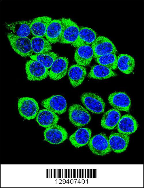 Confocal immunofluorescent analysis of ANKRD34B Antibody (C-term)(Cat#AP11509b) with 293 cell followed by Alexa Fluor 488-conjugated goat anti-rabbit lgG (green). DAPI was used to stain the cell nuclear (blue).