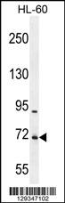 WDR93 Antibody (C-term) (Cat. #AP11501b) western blot analysis in HL-60 cell line lysates (35ug/lane).This demonstrates the WDR93 antibody detected the WDR93 protein (arrow).