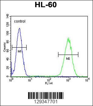 WDR93 Antibody (C-term) (Cat. #AP11501b) flow cytometric analysis of HL-60 cells (right histogram) compared to a negative control cell (left histogram).FITC-conjugated goat-anti-rabbit secondary antibodies were used for the analysis.