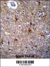 PRR16 Antibody (C-term) (Cat. #AP11498b)immunohistochemistry analysis in formalin fixed and paraffin embedded human brain tissue followed by peroxidase conjugation of the secondary antibody and DAB staining.This data demonstrates the use of PRR16 Antibody (C-term) for immunohistochemistry. Clinical relevance has not been evaluated.