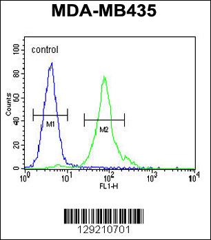 CCDC81 Antibody (Center) (Cat. #AP11477c) flow cytometric analysis of MDA-MB435 cells (right histogram) compared to a negative control cell (left histogram).FITC-conjugated goat-anti-rabbit secondary antibodies were used for the analysis.