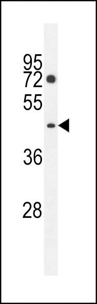 PM20D2 Antibody (C-term) (Cat. #AP11466b) western blot analysis in K562 cell line lysates (35ug/lane).This demonstrates the PM20D2 antibody detected the PM20D2 protein (arrow).