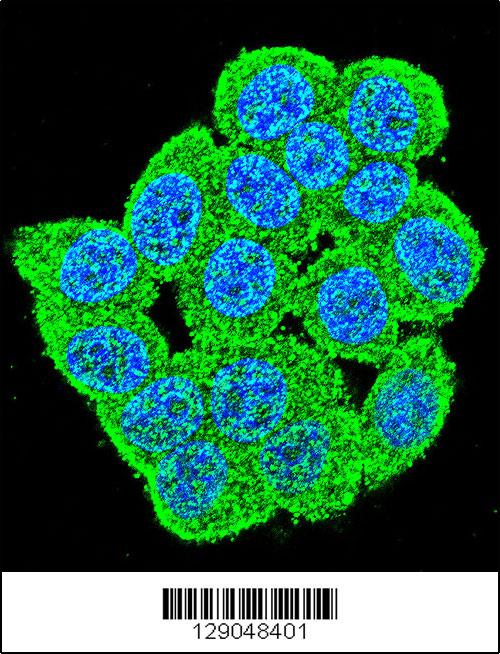 Confocal immunofluorescent analysis of PM20D2 Antibody (C-term)(Cat#AP11466b) with Hela cell followed by Alexa Fluor 488-conjugated goat anti-rabbit lgG (green). DAPI was used to stain the cell nuclear (blue).
