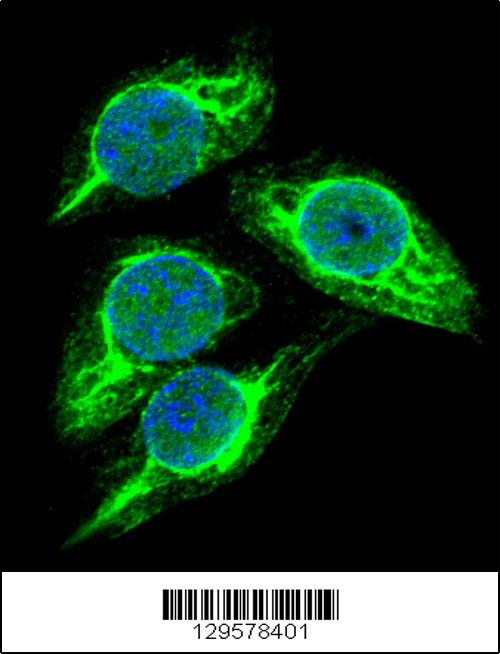 Confocal immunofluorescent analysis of STRA8 Antibody (C-term)(Cat#AP11436b) with 293 cell followed by Alexa Fluor 488-conjugated goat anti-rabbit lgG (green). DAPI was used to stain the cell nuclear (blue).