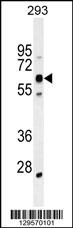 KRBA2 Antibody (Center) (Cat. #AP11433c) western blot analysis in 293 cell line lysates (35ug/lane).This demonstrates the KCat. #A2 antibody detected the KCat. #A2 protein (arrow).