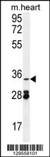 OXNAD1 Antibody (C-term) (Cat. #AP11429b) western blot analysis in mouse heart tissue lysates (35ug/lane).This demonstrates the OXNAD1 antibody detected the OXNAD1 protein (arrow).