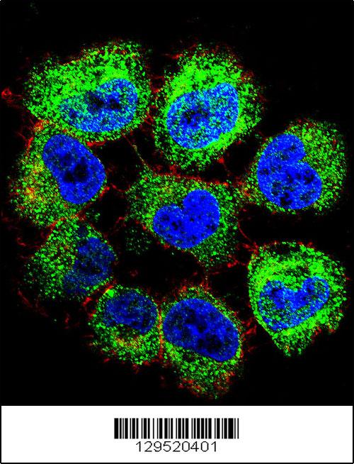 Confocal immunofluorescent analysis of GTF2H2C Antibody (C-term)(Cat#AP11425b) with NCI-H460 cell followed by Alexa Fluor 488-conjugated goat anti-rabbit lgG (green). Actin filaments have been labeled with Alexa Fluor 555 phalloidin (red).DAPI was used to stain the cell nuclear (blue).