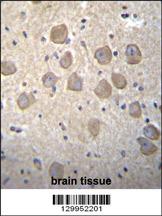 OR4K2 Antibody (C-term) (Cat. #AP11922b)immunohistochemistry analysis in formalin fixed and paraffin embedded human brain tissue followed by peroxidase conjugation of the secondary antibody and DAB staining.This data demonstrates the use of OR4K2 Antibody (C-term) for immunohistochemistry. Clinical relevance has not been evaluated.