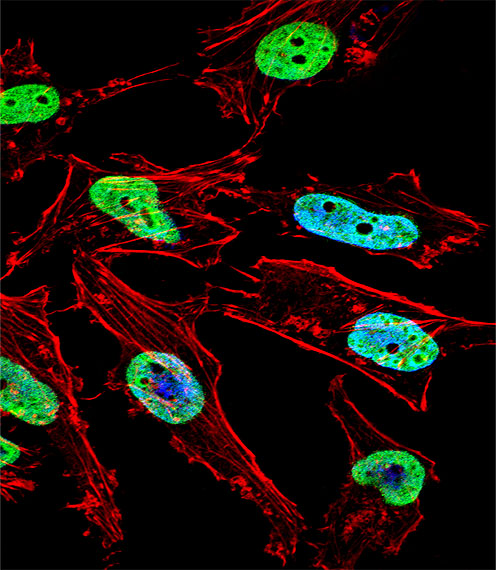 Fluorescent confocal image of Hela cell stained with NKX1-1 Antibody (Center)(Cat#AP11916c).Hela cells were fixed with 4% PFA (20 min), permeabilized with Triton X-100 (0.1%, 10 min), then incubated with NKX1-1 primary antibody (1:25, 1 h at 37℃). For secondary antibody, Alexa Fluor® 488 conjugated donkey anti-rabbit antibody (green) was used (1:400, 50 min at 37℃).Cytoplasmic actin was counterstained with Alexa Fluor® 555 (red) conjugated Phalloidin (7units/ml, 1 h at 37℃). Nuclei were counterstained with DAPI (blue) (10 µg/ml, 10 min). NKX1-1 immunoreactivity is localized to Nucleus significantly.