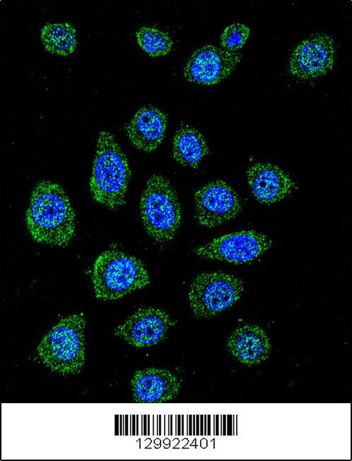 Confocal immunofluorescent analysis of PABPN1L Antibody (Center)(Cat#AP11914c) with A549 cell followed by Alexa Fluor 488-conjugated goat anti-rabbit lgG (green). DAPI was used to stain the cell nuclear (blue).