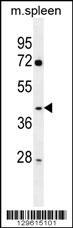 NFKBID Antibody (N-term) (Cat. #AP11893a) western blot analysis in mouse spleen tissue lysates (35ug/lane).This demonstrates the NFKBID antibody detected the NFKBID protein (arrow).