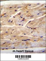 RMD1 Antibody (N-term) (Cat. #AP11887a)immunohistochemistry analysis in formalin fixed and paraffin embedded mouse heart tissue followed by peroxidase conjugation of the secondary antibody and DAB staining.This data demonstrates the use of RMD1 Antibody (N-term) for immunohistochemistry. Clinical relevance has not been evaluated.