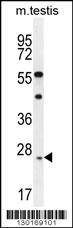 ROPN1L Antibody (N-term) (Cat. #AP11844a) western blot analysis in mouse testis tissue lysates (35ug/lane).This demonstrates the ROPN1L antibody detected the ROPN1L protein (arrow).