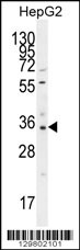 OR52I2 Antibody (C-term) (Cat. #AP11831b) western blot analysis in HepG2 cell line lysates (35ug/lane).This demonstrates the OR52I2 antibody detected the OR52I2 protein (arrow).