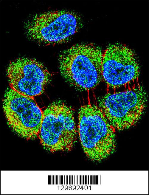 Confocal immunofluorescent analysis of TRIM65 Antibody (Center)(Cat#AP11814c) with NCI-H460 cell followed by Alexa Fluor 488-conjugated goat anti-rabbit lgG (green). Actin filaments have been labeled with Alexa Fluor 555 phalloidin (red).DAPI was used to stain the cell nuclear (blue).