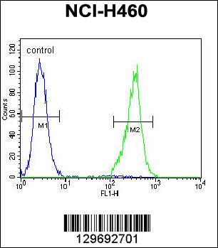 TRIM65 Antibody (Center) (Cat. #AP11814c) flow cytometric analysis of NCI-H460 cells (right histogram) compared to a negative control cell (left histogram).FITC-conjugated goat-anti-rabbit secondary antibodies were used for the analysis.