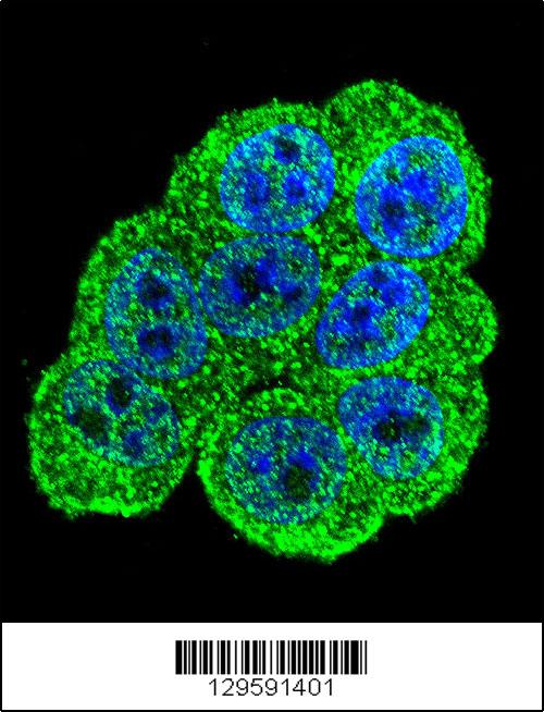 Confocal immunofluorescent analysis of DEF Antibody (N-term)(Cat#AP11810a) with Hela cell followed by Alexa Fluor 488-conjugated goat anti-rabbit lgG (green). DAPI was used to stain the cell nuclear (blue).