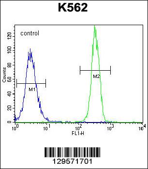 FBRSL1 Antibody (C-term) (Cat. #AP11809b) flow cytometric analysis of K562 cells (right histogram) compared to a negative control cell (left histogram).FITC-conjugated goat-anti-rabbit secondary antibodies were used for the analysis.