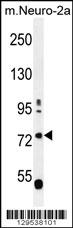 LRWD1 Antibody (N-term) (Cat. #AP11807a) western blot analysis in mouse Neuro-2a cell line lysates (35ug/lane).This demonstrates the LRWD1 antibody detected the LRWD1 protein (arrow).