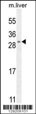 SHISA3 Antibody (C-term) (Cat. #AP11797b) western blot analysis in mouse liver tissue lysates (35ug/lane).This demonstrates the SHISA3 antibody detected the SHISA3 protein (arrow).