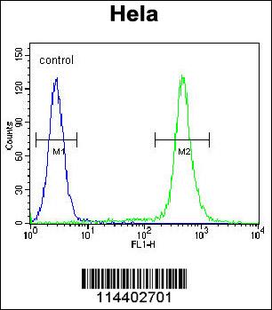 MIC1 Antibody (N-term) (Cat. #AP11766a) flow cytometric analysis of Hela cells (right histogram) compared to a negative control cell (left histogram).FITC-conjugated goat-anti-rabbit secondary antibodies were used for the analysis.