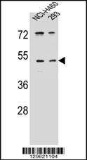 UNQ9391 Antibody (C-term) (Cat. #AP11740b) western blot analysis in NCI-H460,293 cell line lysates (35ug/lane).This demonstrates the UNQ9391 antibody detected the UNQ9391 protein (arrow).