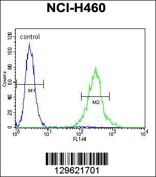 UNQ9391 Antibody (C-term) (Cat. #AP11740b) flow cytometric analysis of NCI-H460 cells (right histogram) compared to a negative control cell (left histogram).FITC-conjugated goat-anti-rabbit secondary antibodies were used for the analysis.