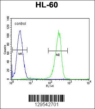 KIAA1586 Antibody (N-term) (Cat. #AP11733a) flow cytometric analysis of HL-60 cells (right histogram) compared to a negative control cell (left histogram).FITC-conjugated goat-anti-rabbit secondary antibodies were used for the analysis.