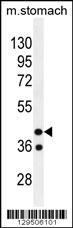 GIN1 Antibody (C-term) (Cat. #AP11728b) western blot analysis in mouse stomach tissue lysates (35ug/lane).This demonstrates the GIN1 antibody detected the GIN1 protein (arrow).