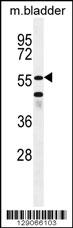 SHQ1 Antibody (N-term) (Cat. #AP11715a) western blot analysis in mouse bladder tissue lysates (35ug/lane).This demonstrates the SHQ1 antibody detected the SHQ1 protein (arrow).