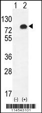 Western blot analysis of GPC6 (arrow) using rabbit polyclonal GPC6 Antibody (C-term) (Cat. #AP11674b). 293 cell lysates (2 ug/lane) either nontransfected (Lane 1) or transiently transfected (Lane 2) with the GPC6 gene.