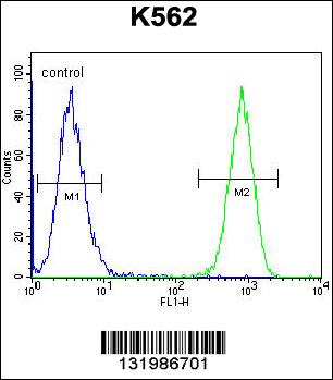 TAF4B Antibody (C-term) (Cat. #AP12163b) flow cytometric analysis of K562 cells (right histogram) compared to a negative control cell (left histogram).FITC-conjugated goat-anti-rabbit secondary antibodies were used for the analysis.