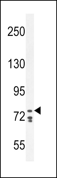 CDH24 Antibody (N-term) (Cat. #AP12160a) western blot analysis in K562 cell line lysates (35ug/lane).This demonstrates the CDH24 antibody detected the CDH24 protein (arrow).