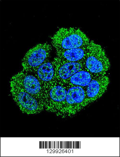 Confocal immunofluorescent analysis of C20orf201 Antibody (C-term)(Cat#AP12128b) with MCF-7 cell followed by Alexa Fluor 488-conjugated goat anti-rabbit lgG (green).DAPI was used to stain the cell nuclear (blue).