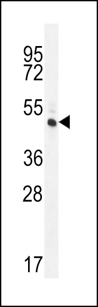 RINL Antibody (N-term) (Cat. #AP12104a) western blot analysis in HL-60 cell line lysates (35ug/lane).This demonstrates the RINL antibody detected the RINL protein (arrow).