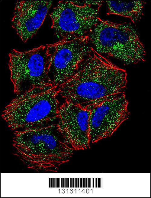 Confocal immunofluorescent analysis of PLCL2 Antibody (C-term)(Cat#AP12004b) with NCI-H460 cell followed by Alexa Fluor 488-conjugated goat anti-rabbit lgG (green). Actin filaments have been labeled with Alexa Fluor 555 phalloidin (red).DAPI was used to stain the cell nuclear (blue).