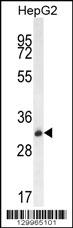 OR4K5 Antibody (C-term) (Cat. #AP11998b) western blot analysis in HepG2 cell line lysates (35ug/lane).This demonstrates the OR4K5 antibody detected the OR4K5 protein (arrow).