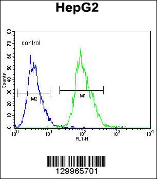 OR4K5 Antibody (C-term) (Cat. #AP11998b) flow cytometric analysis of HepG2 cells (right histogram) compared to a negative control cell (left histogram).FITC-conjugated goat-anti-rabbit secondary antibodies were used for the analysis.