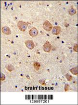 FUSSEL18 Antibody (C-term) (Cat. #AP11997b)immunohistochemistry analysis in formalin fixed and paraffin embedded human brain tissue followed by peroxidase conjugation of the secondary antibody and DAB staining.This data demonstrates the use of FUSSEL18 Antibody (C-term) for immunohistochemistry. Clinical relevance has not been evaluated.