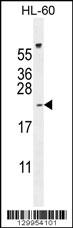 PLA2G2C Antibody (C-term) (Cat. #AP11996b) western blot analysis in HL-60 cell line lysates (35ug/lane).This demonstrates the PLA2G2C antibody detected the PLA2G2C protein (arrow).
