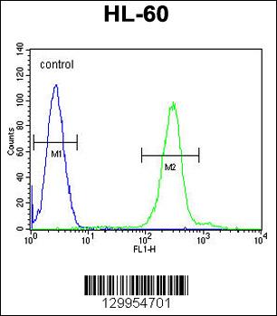 PLA2G2C Antibody (C-term) (Cat. #AP11996b) flow cytometric analysis of HL-60 cells (right histogram) compared to a negative control cell (left histogram).FITC-conjugated goat-anti-rabbit secondary antibodies were used for the analysis.