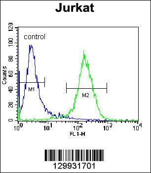 PPP1R3G Antibody (C-term) (Cat. #AP11993b) flow cytometric analysis of Jurkat cells (right histogram) compared to a negative control cell (left histogram).FITC-conjugated donkey-anti-rabbit secondary antibodies were used for the analysis.