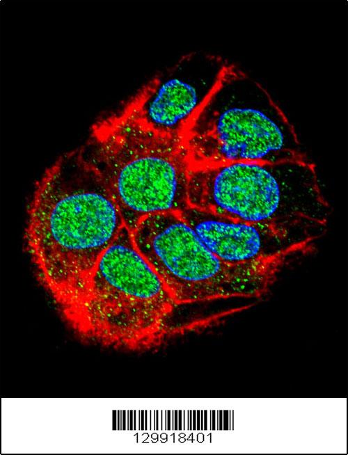 Confocal immunofluorescent analysis of CCDC153 Antibody (N-term)(Cat#AP11991a) with HepG2 cell followed by Alexa Fluor 488-conjugated goat anti-rabbit lgG (green). Actin filaments have been labeled with Alexa Fluor555 phalloidin (red). DAPI was used to stain the cell nuclear (blue).