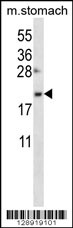 OSTC Antibody (C-term) (Cat. #AP12431b) western blot analysis in mouse stomach tissue lysates (35ug/lane).This demonstrates the OSTC antibody detected the OSTC protein (arrow).